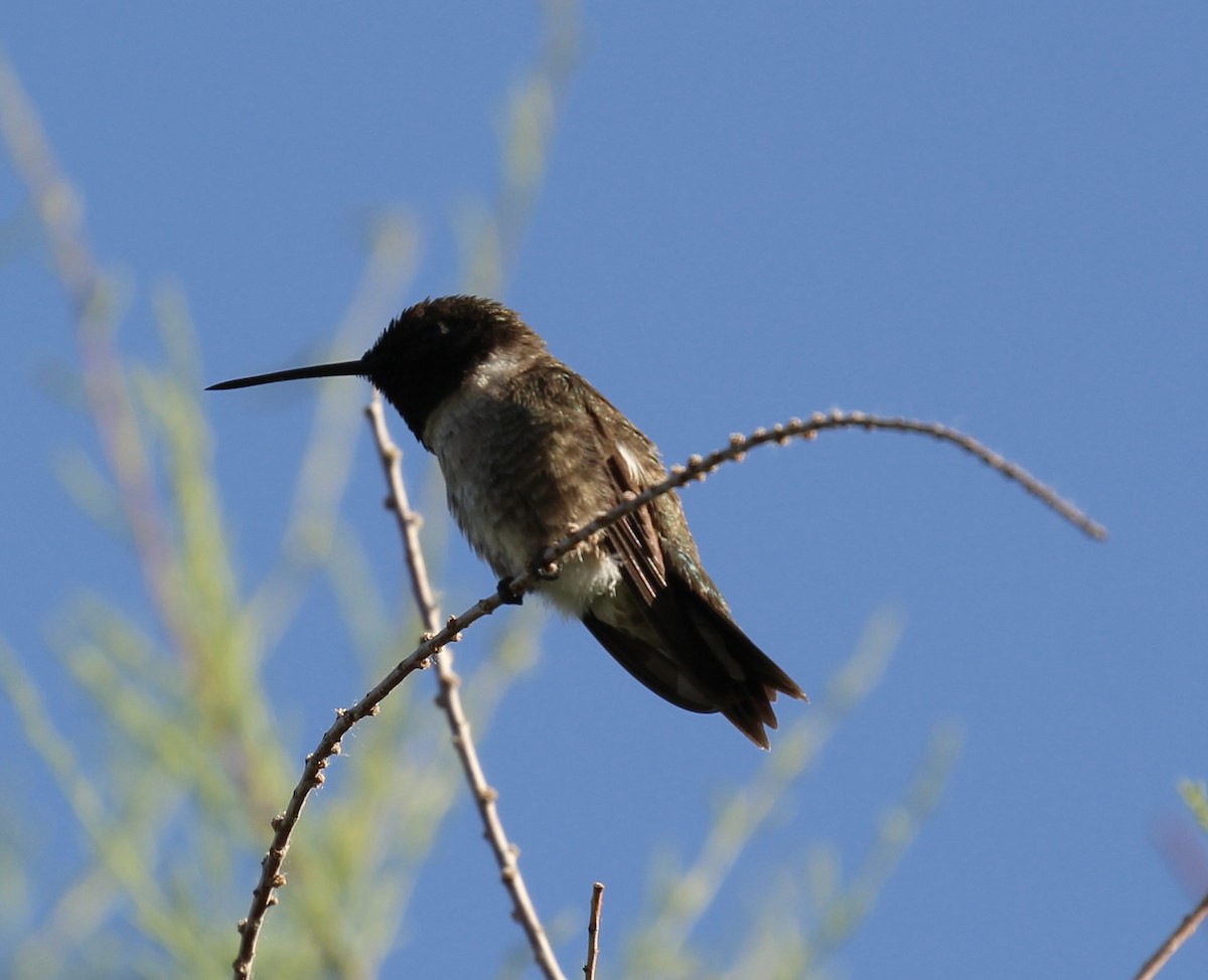Black-chinned Hummingbird - ML619859135