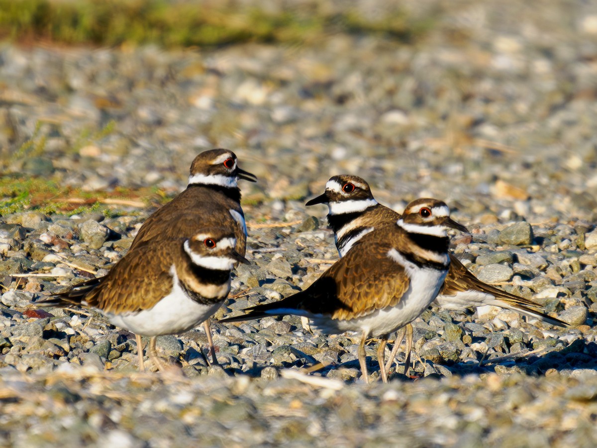 Killdeer - ML619859136