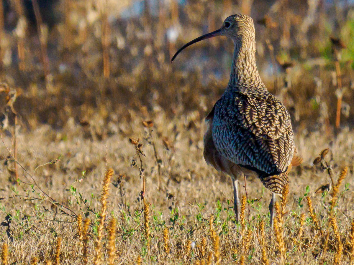 Long-billed Curlew - ML619859147