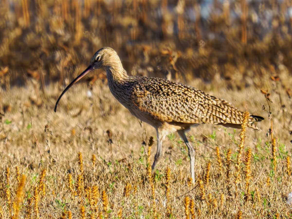 Long-billed Curlew - ML619859152