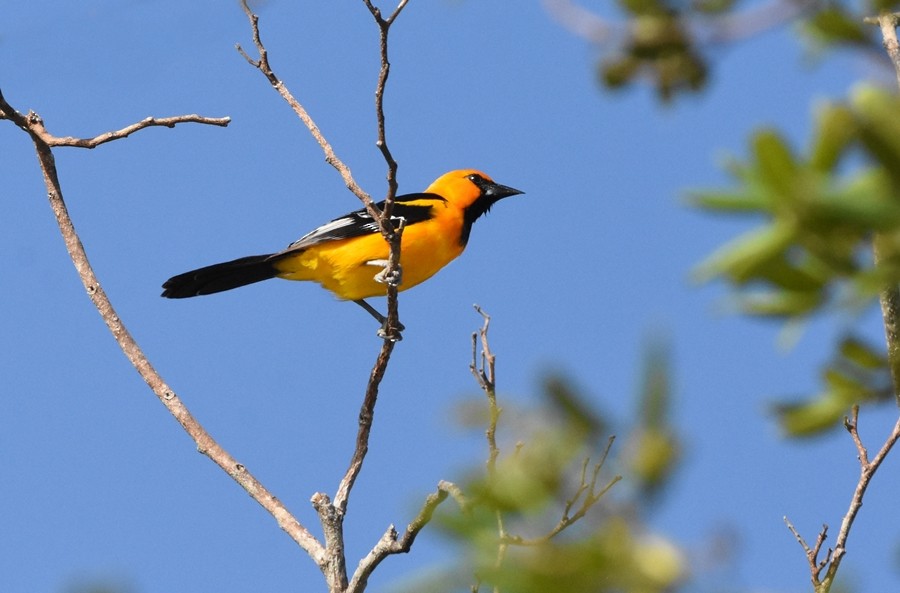 Oriole à gros bec - ML619859158