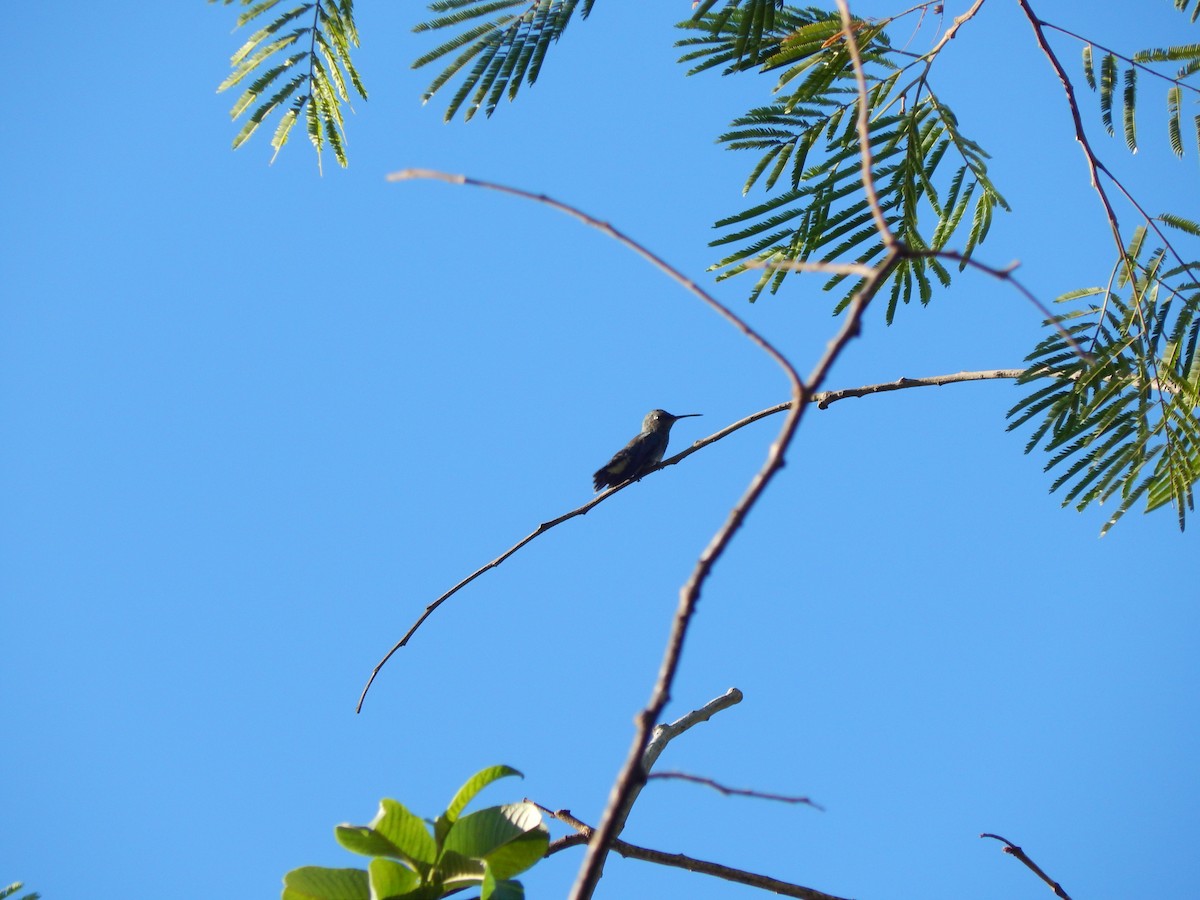 kolibřík lesklobřichý - ML619859181