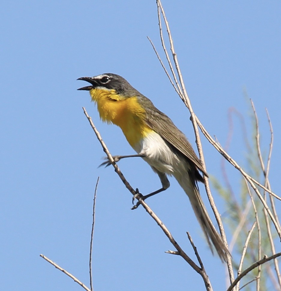 Yellow-breasted Chat - ML619859194