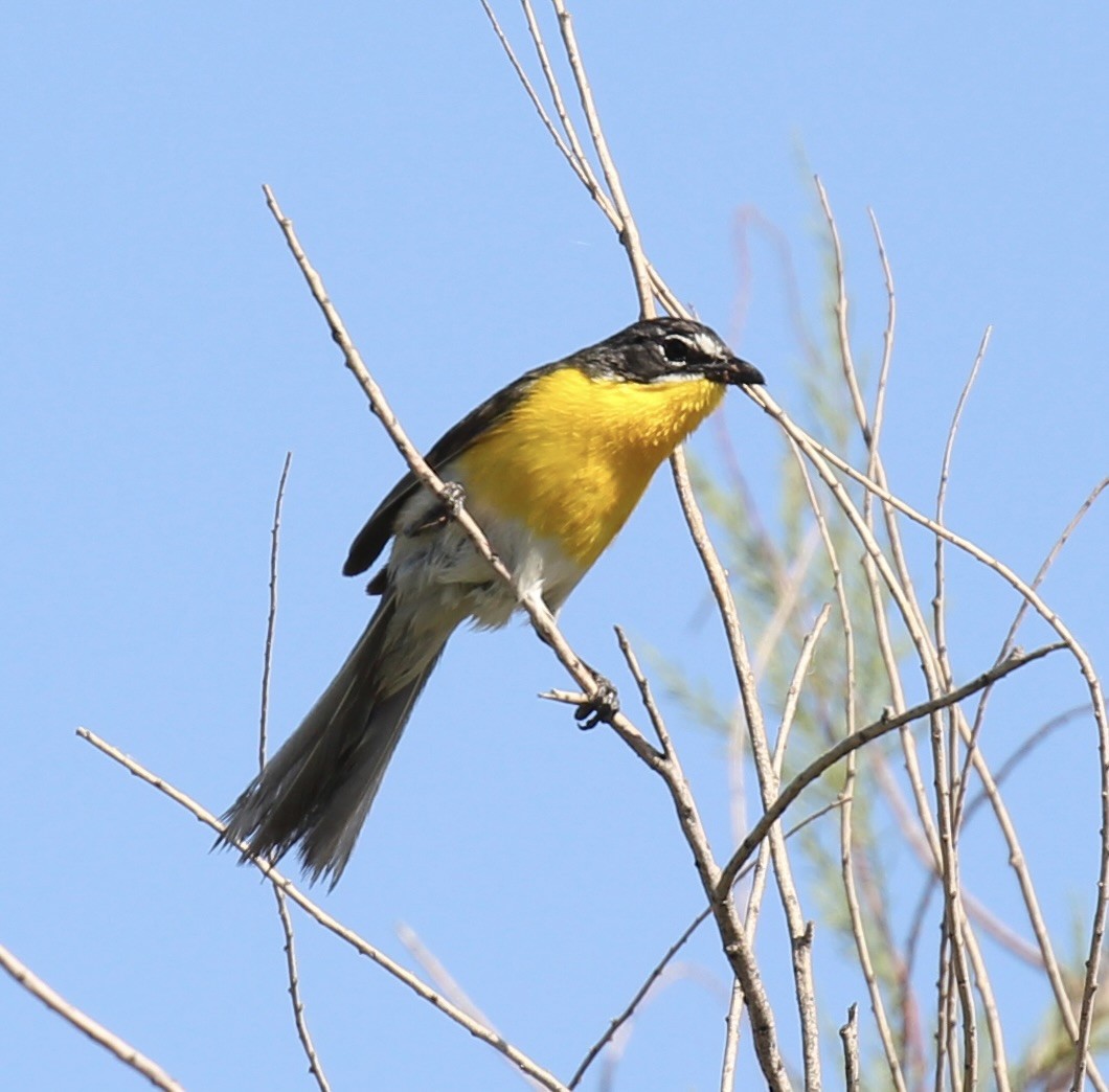 Yellow-breasted Chat - ML619859195