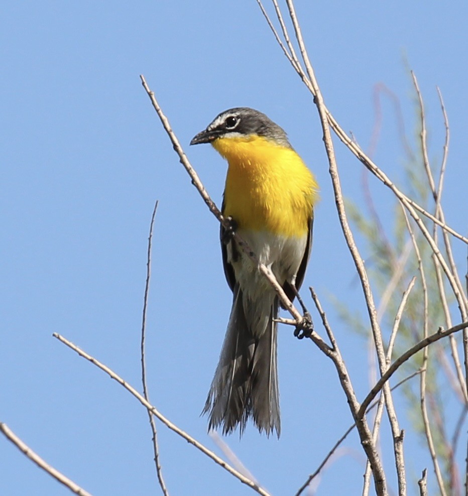 Yellow-breasted Chat - ML619859196