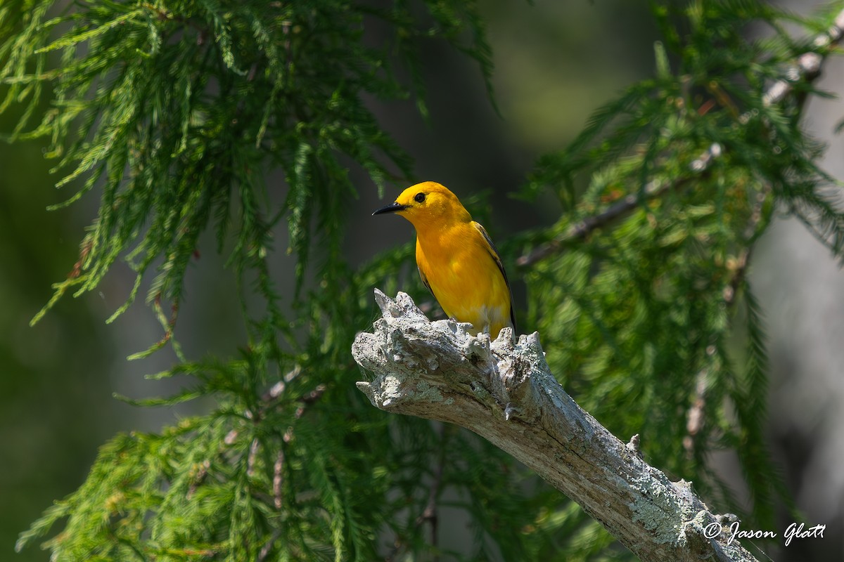 Prothonotary Warbler - ML619859200