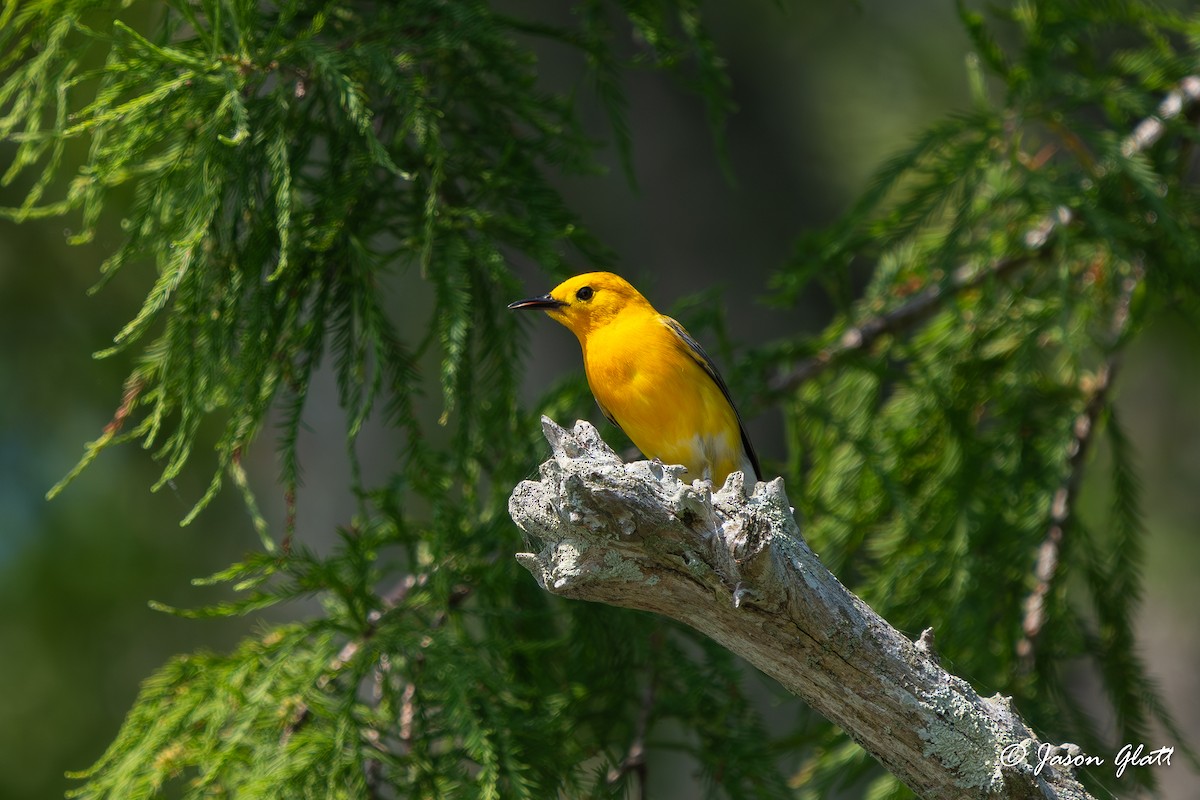 Prothonotary Warbler - ML619859201