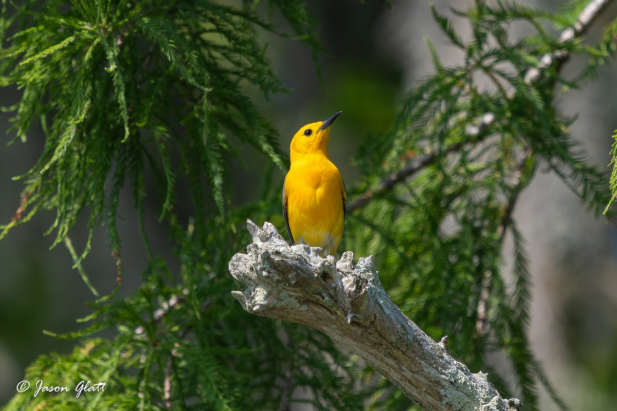 Prothonotary Warbler - ML619859202