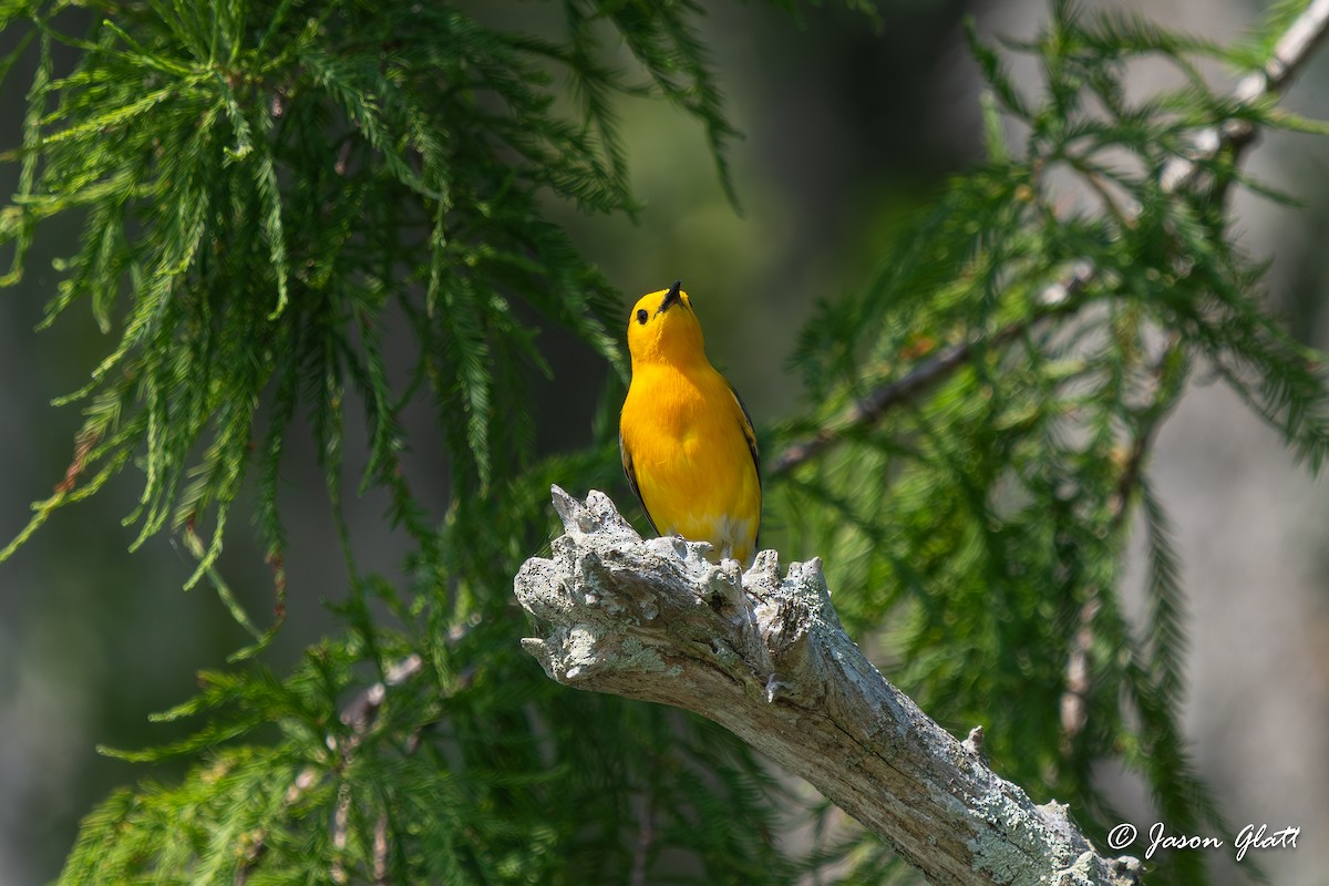 Prothonotary Warbler - ML619859203