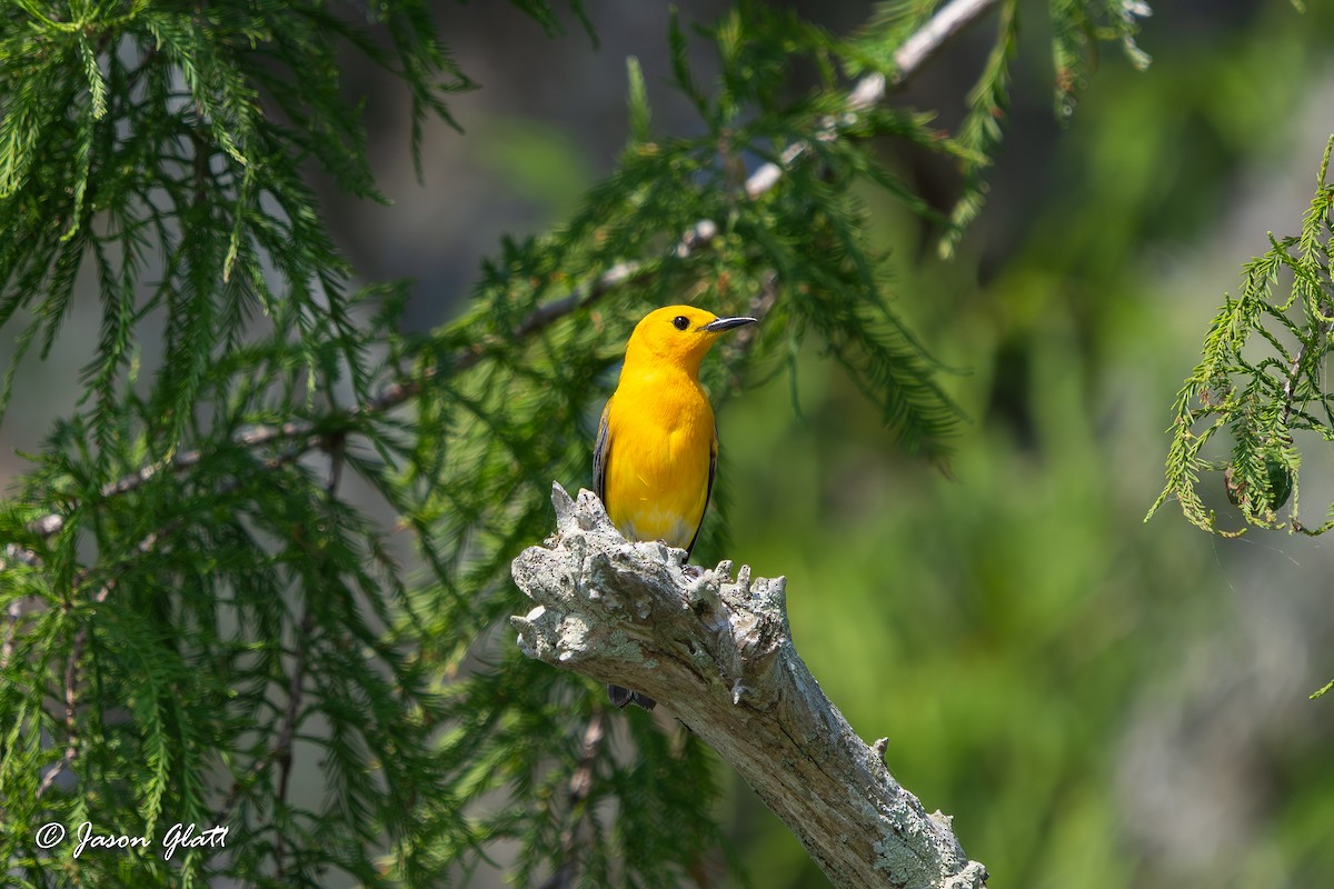 Prothonotary Warbler - ML619859204