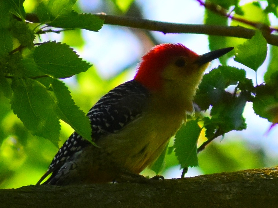 Red-bellied Woodpecker - ML619859205