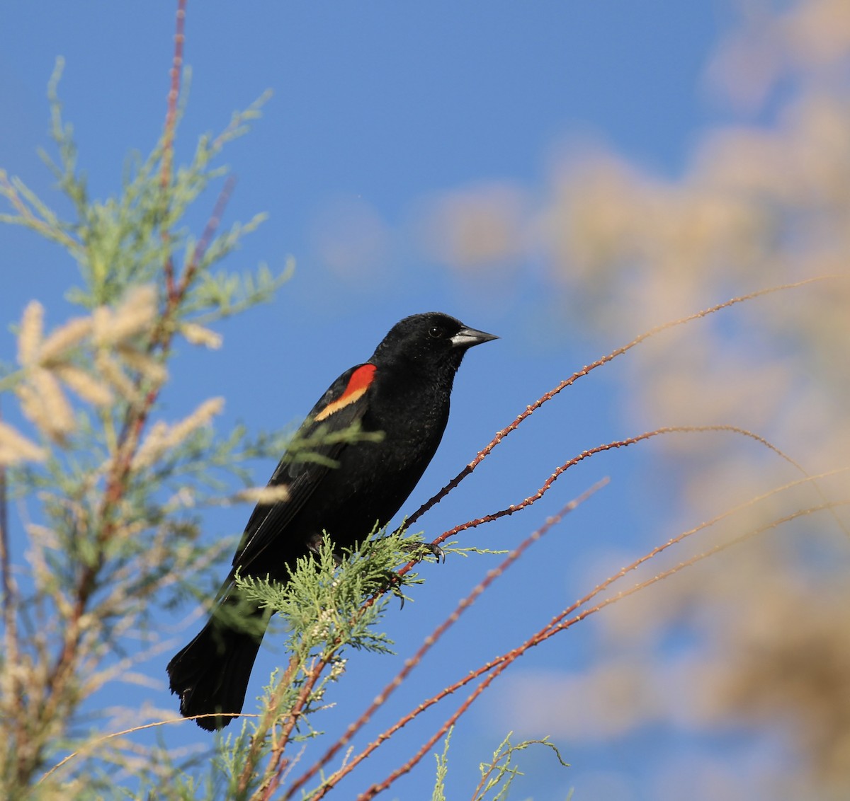Red-winged Blackbird - ML619859211
