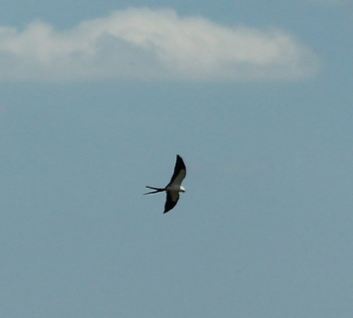 Swallow-tailed Kite - ML619859214
