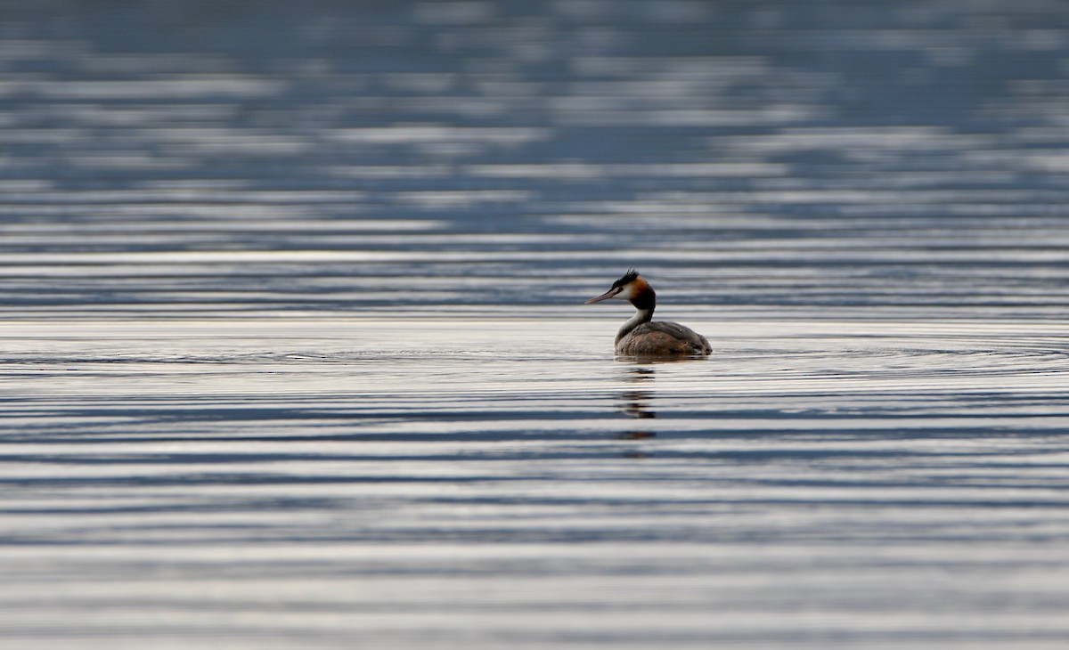 Great Crested Grebe - ML619859224