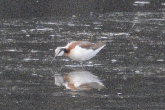 Wilson's Phalarope - ML619859225