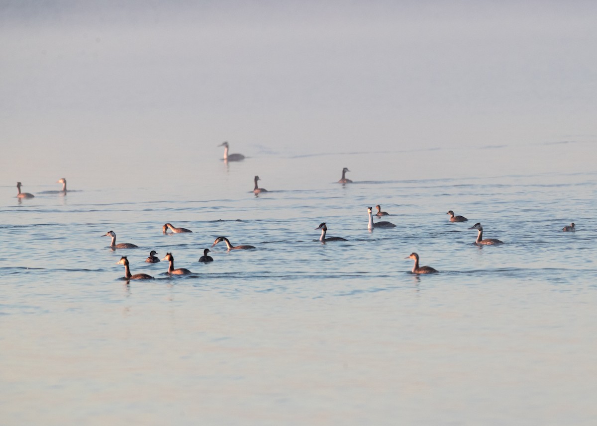 Great Crested Grebe - ML619859231