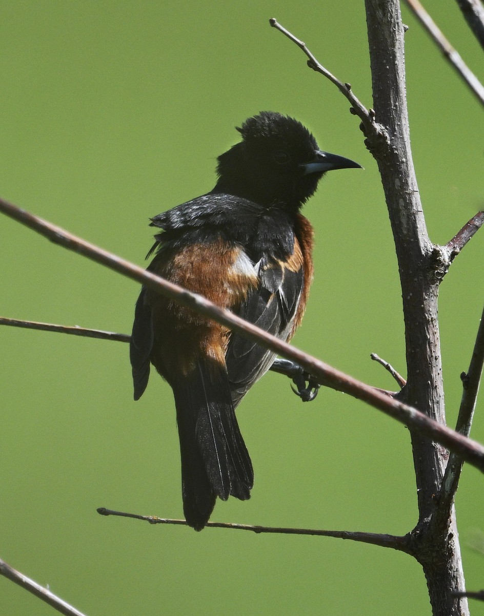 Orchard Oriole - ML619859235