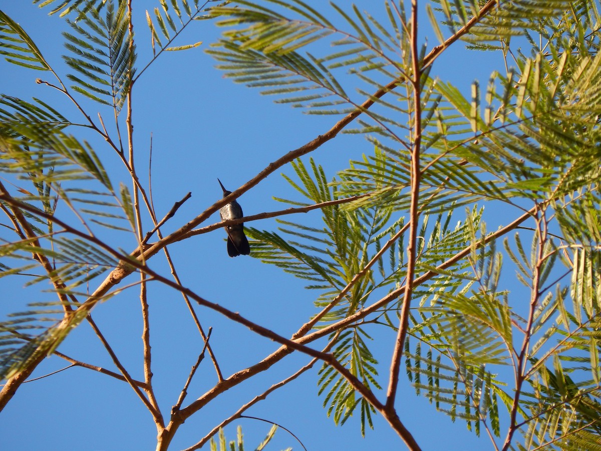 kolibřík pestrý - ML619859278