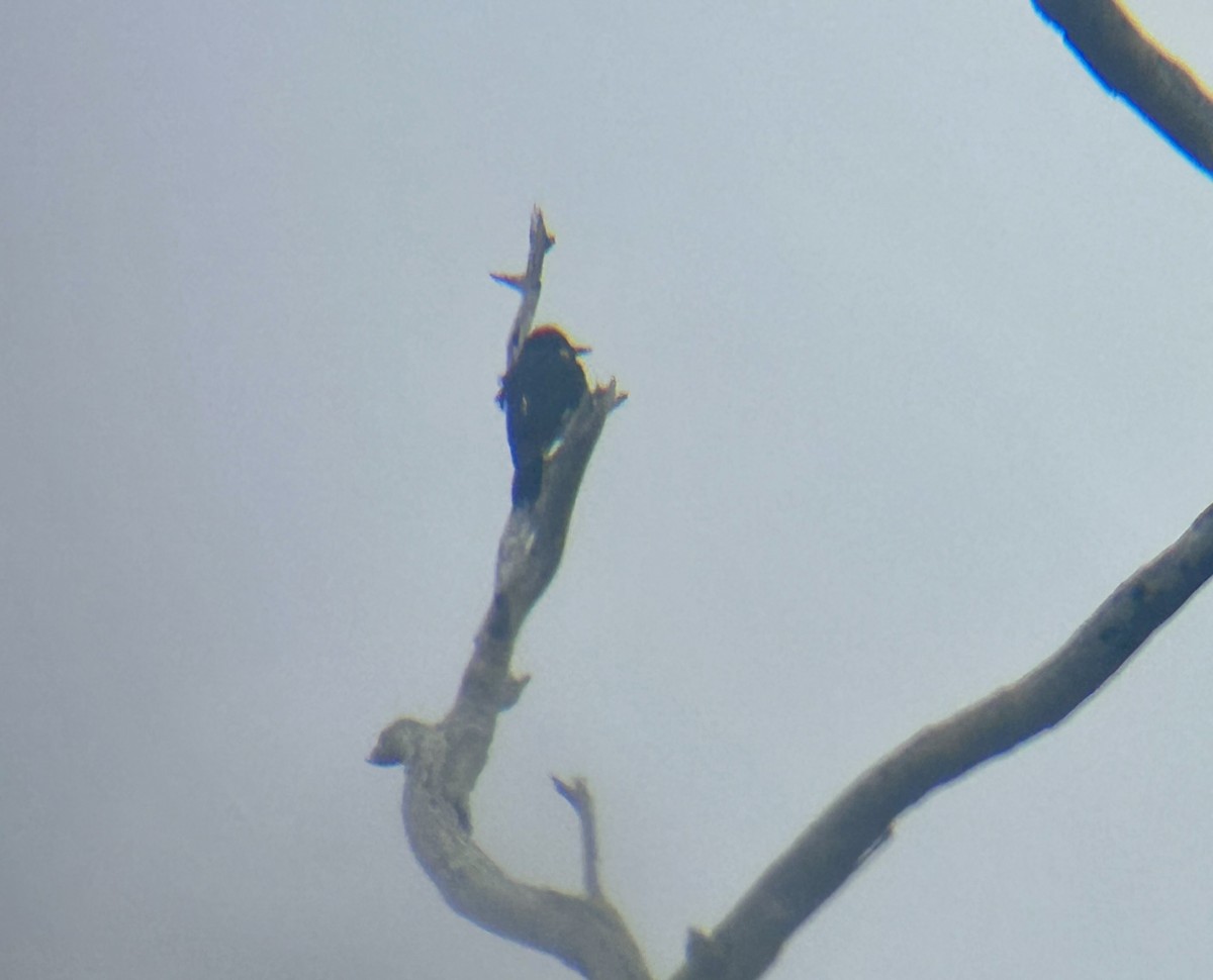 Acorn Woodpecker - ML619859281