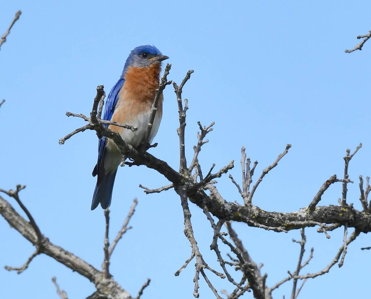 Eastern Bluebird - ML619859283