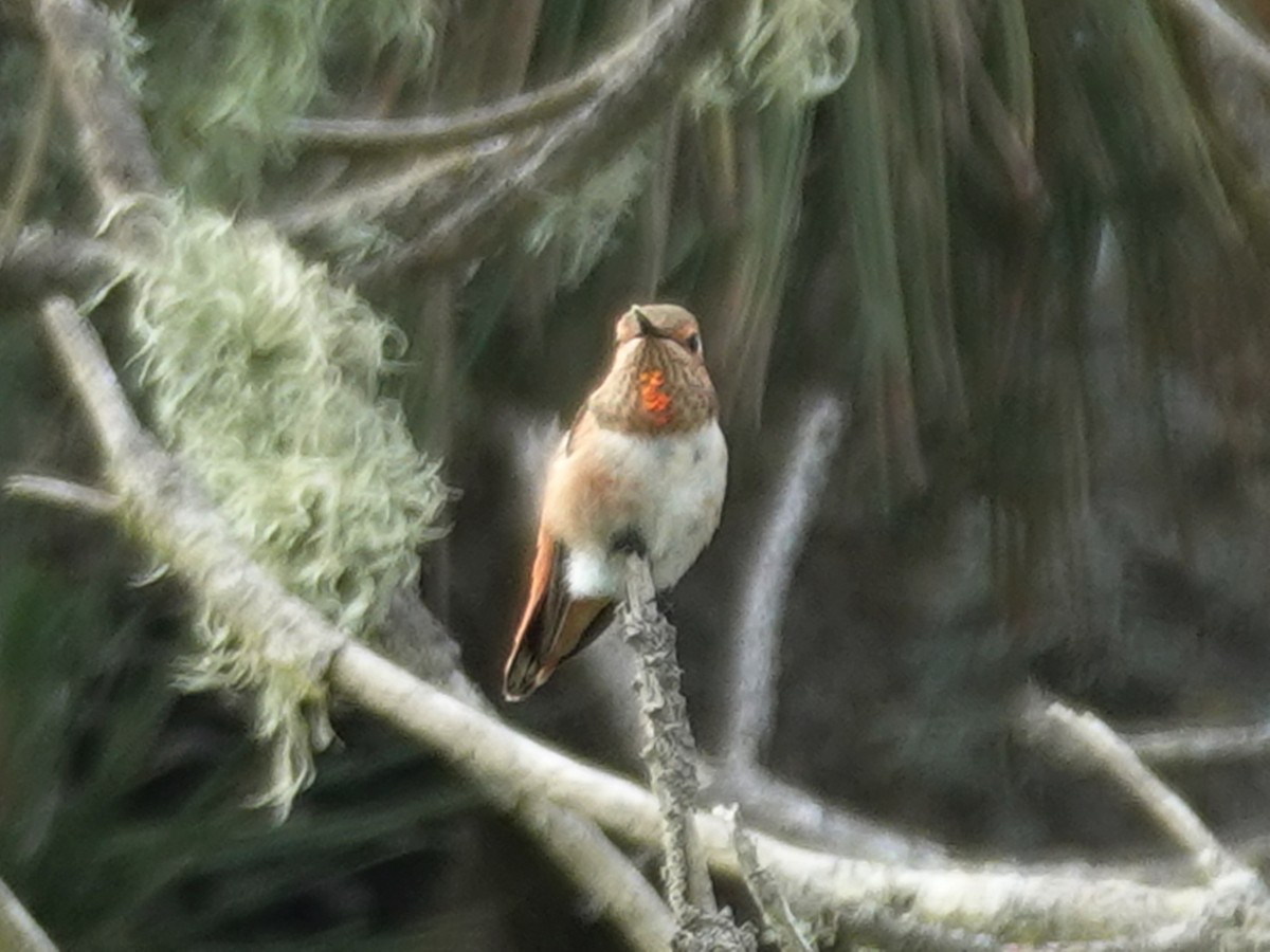 Allen's Hummingbird - ML619859285