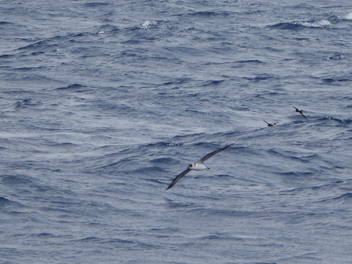 Black-capped Petrel - ML619859295