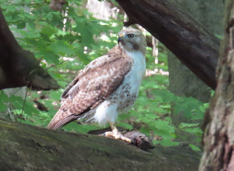 Red-tailed Hawk - ML619859297