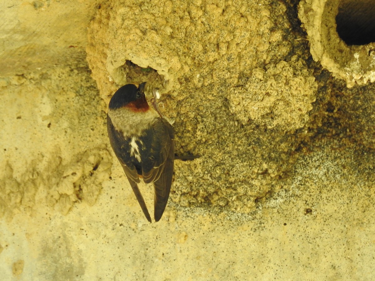 Cliff Swallow (pyrrhonota Group) - ML619859312