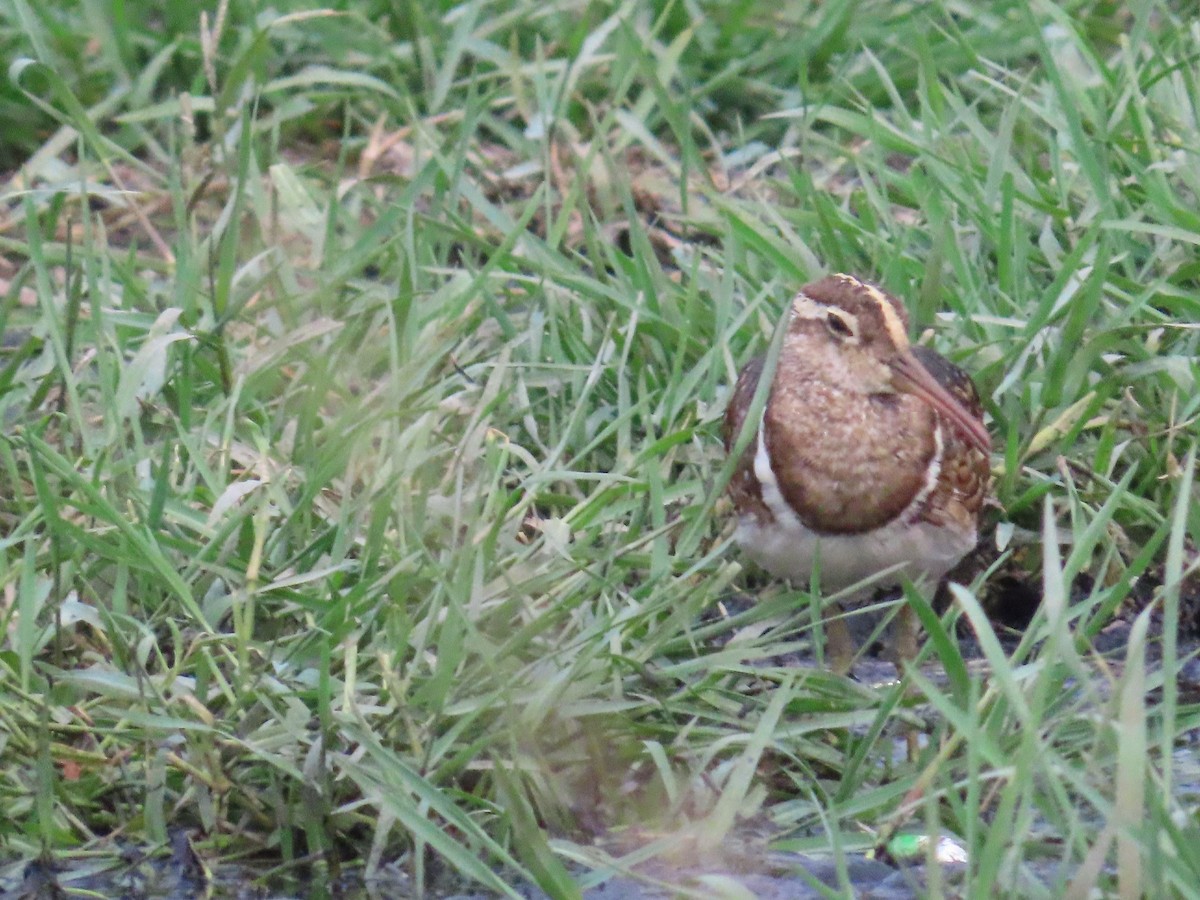 Greater Painted-Snipe - ML619859324