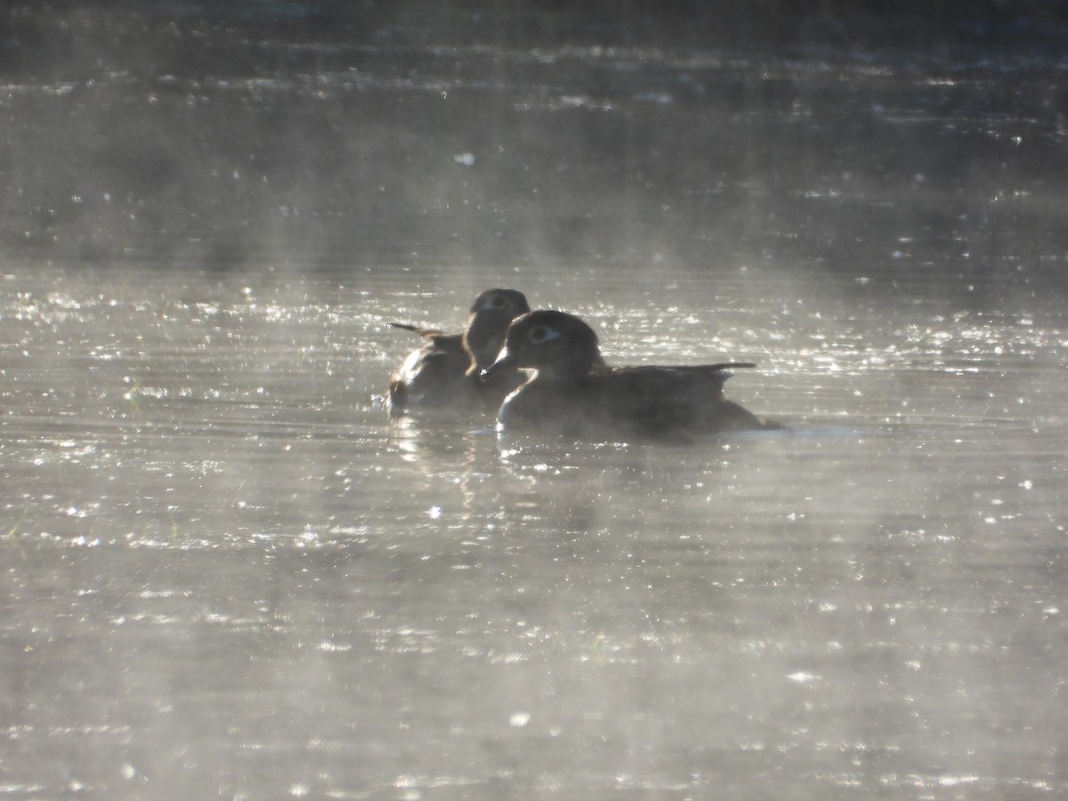 Wood Duck - ML619859330