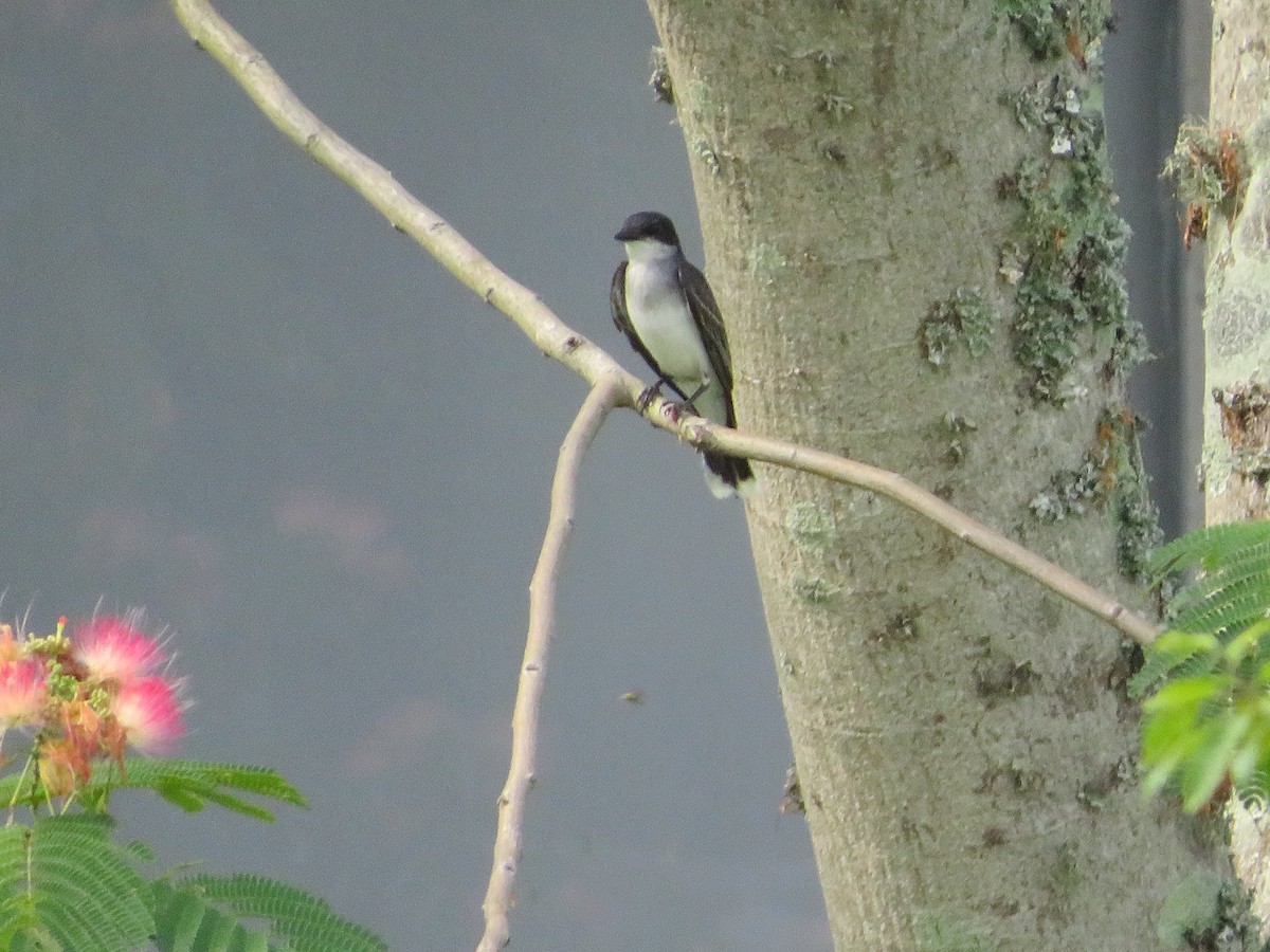 Eastern Kingbird - ML619859334