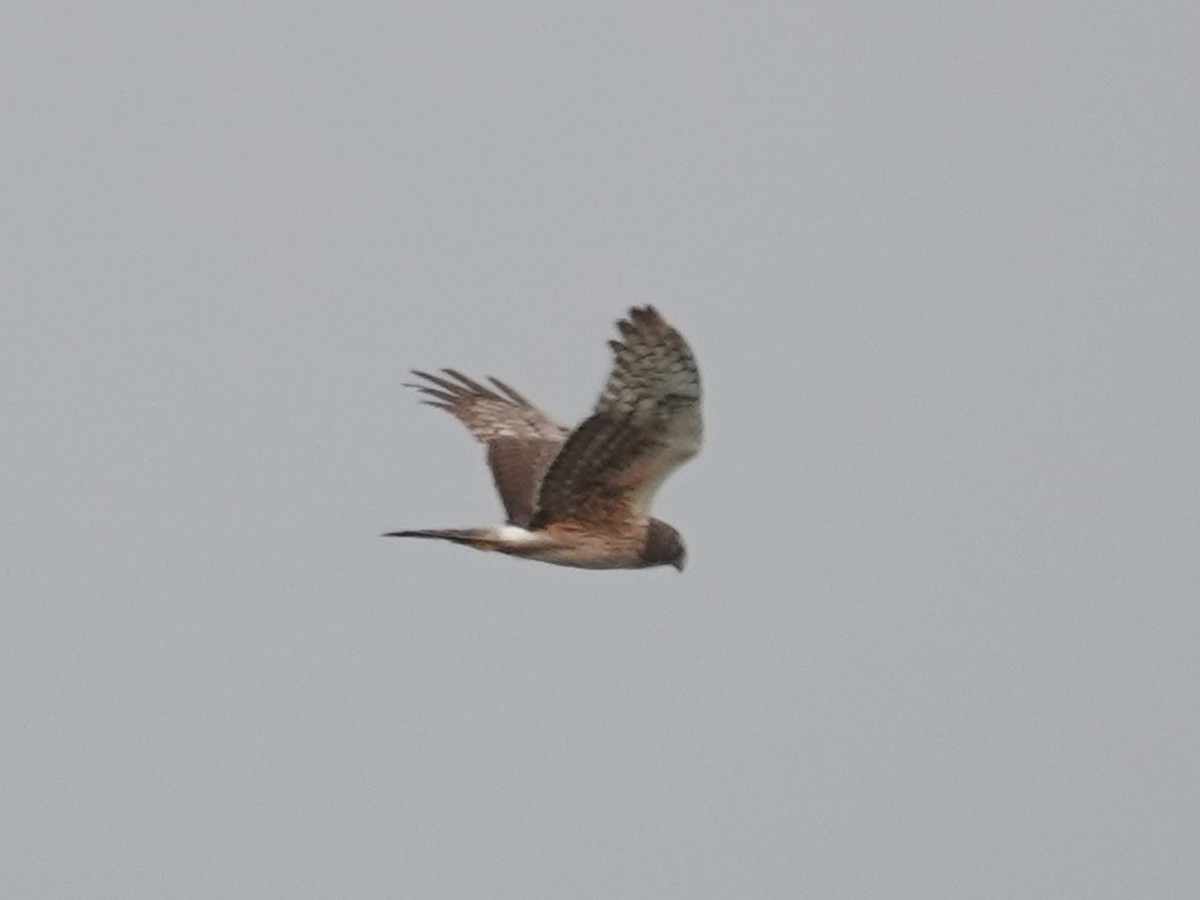 Northern Harrier - Barry Reed