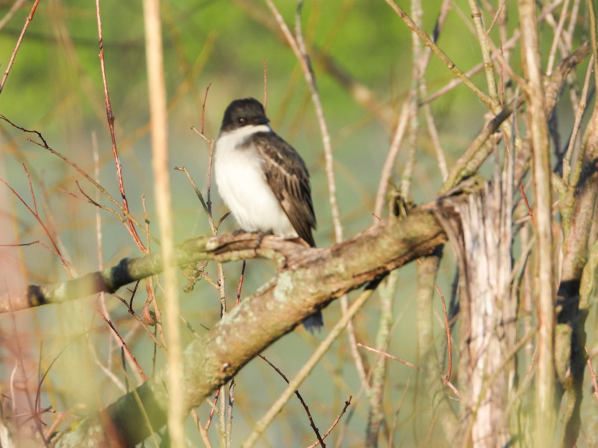 Eastern Kingbird - ML619859346