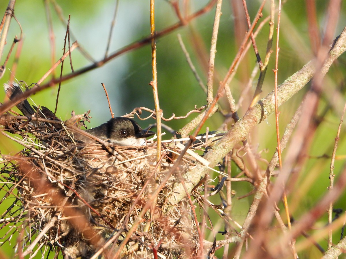 Eastern Kingbird - ML619859347