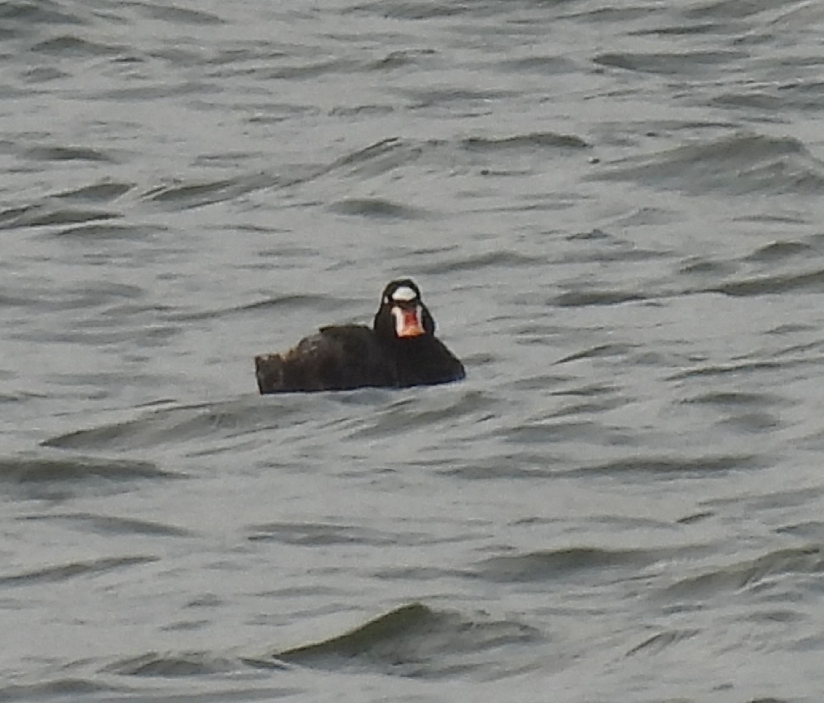 Surf Scoter - Bonnie Roemer