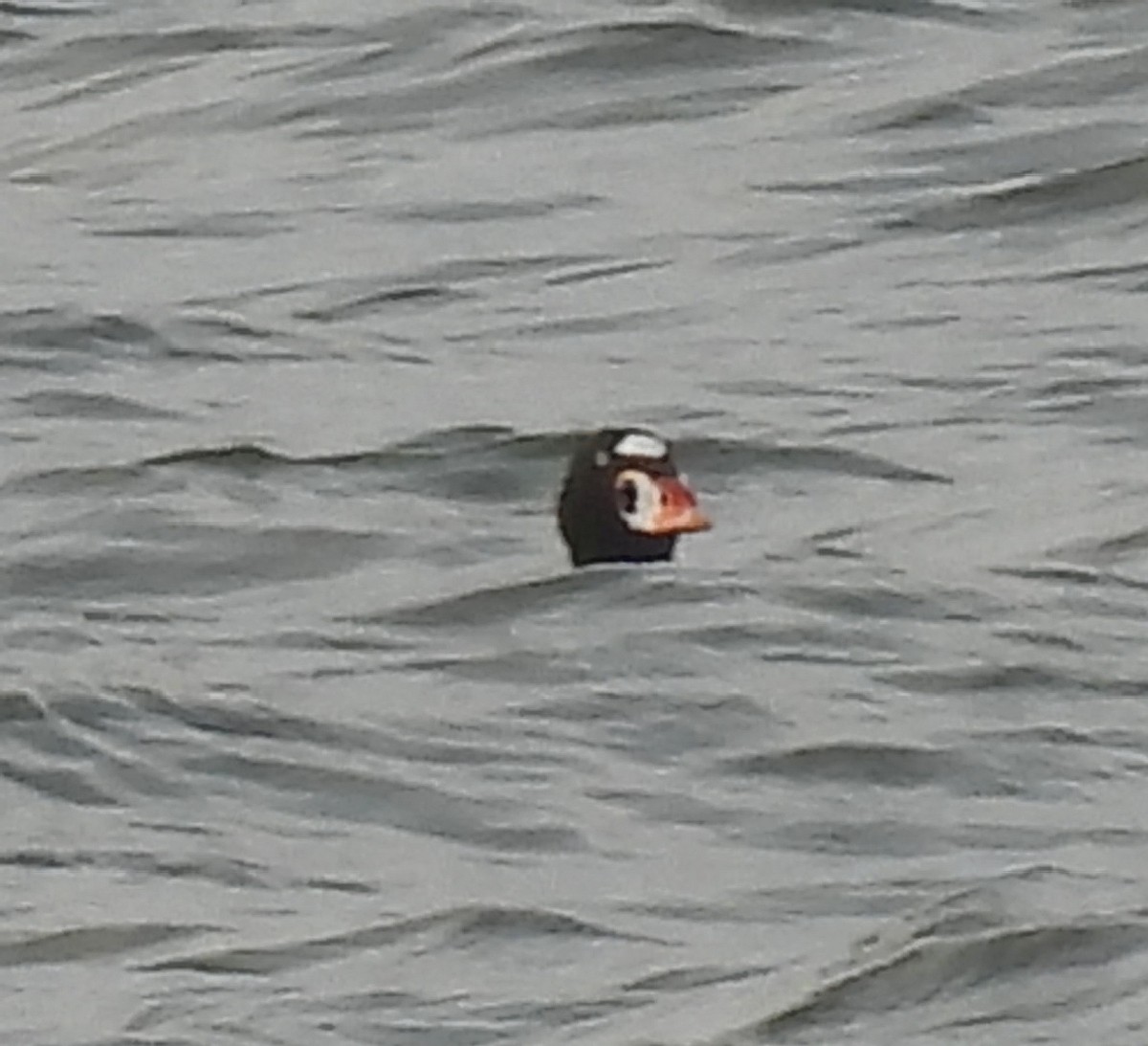 Surf Scoter - ML619859360