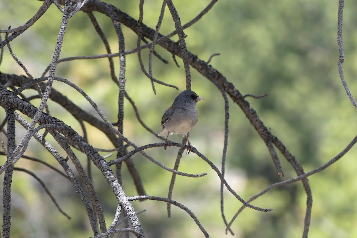 Dark-eyed Junco - ML619859364