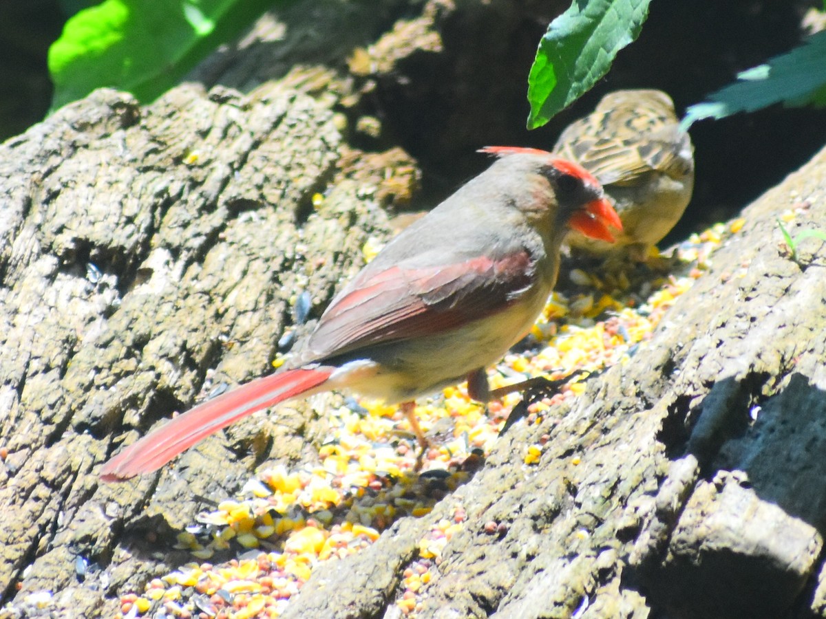 Cardinal rouge - ML619859368