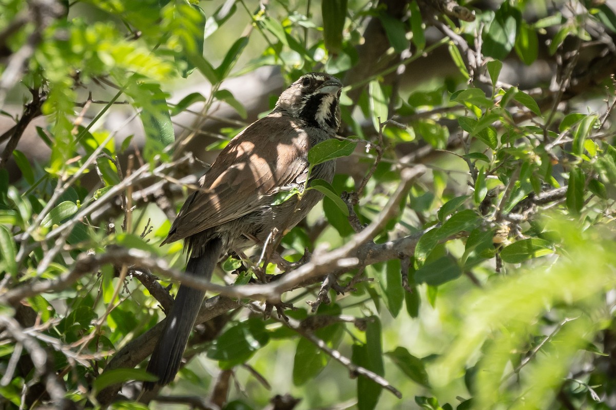 Five-striped Sparrow - ML619859372