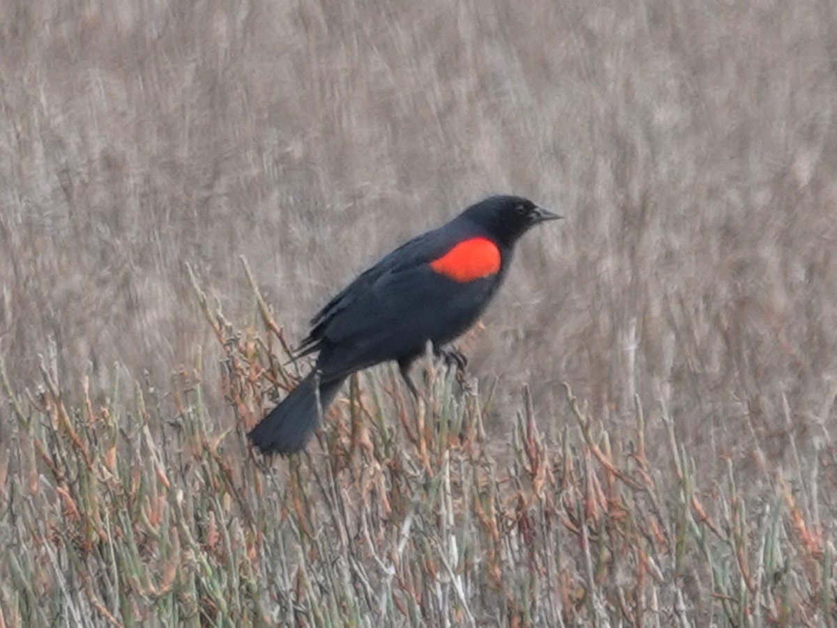 Red-winged Blackbird (California Bicolored) - ML619859373