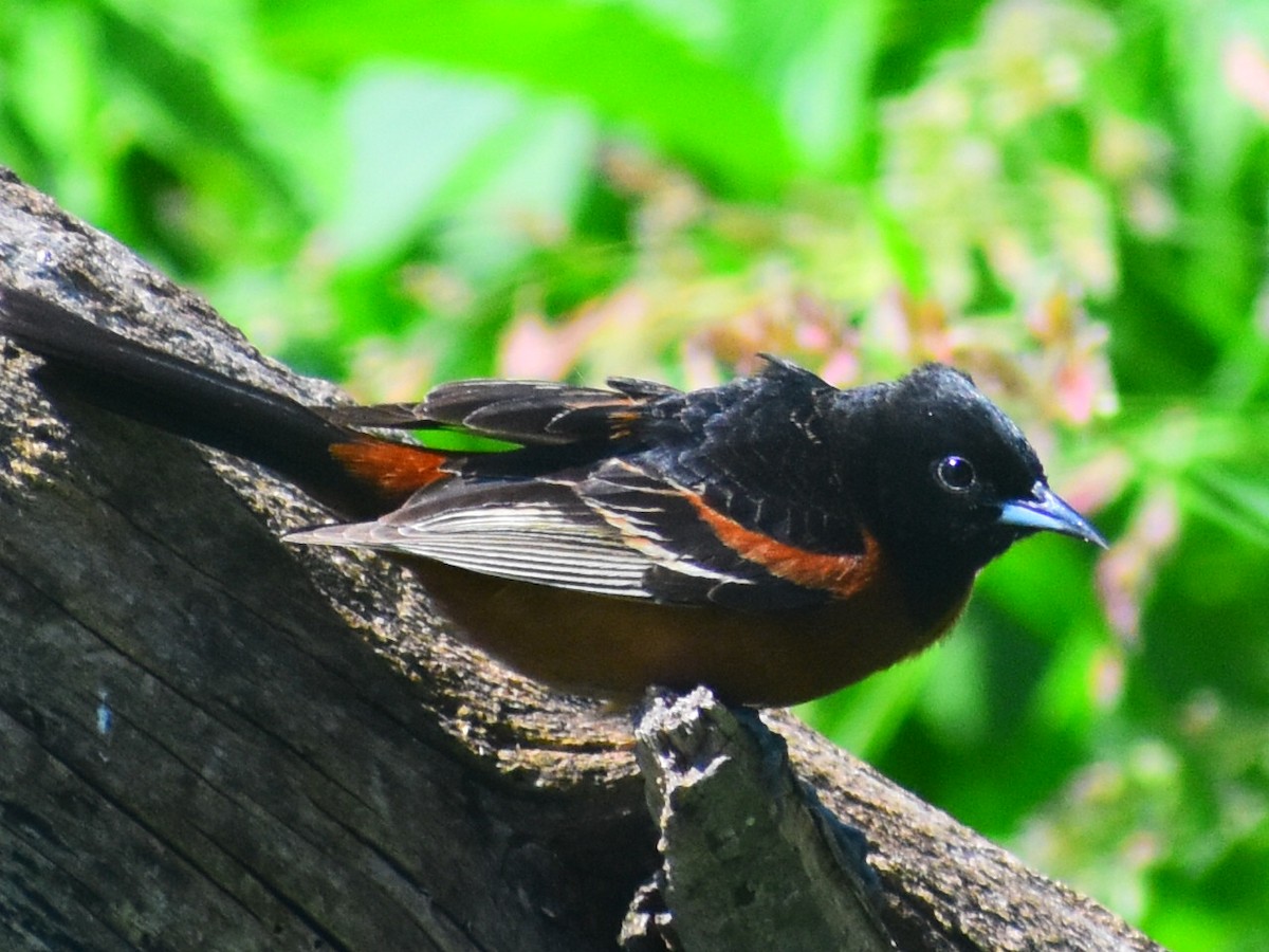 Orchard Oriole - ML619859376