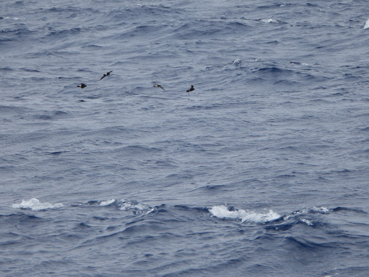 黃蹼洋海燕 - ML619859382