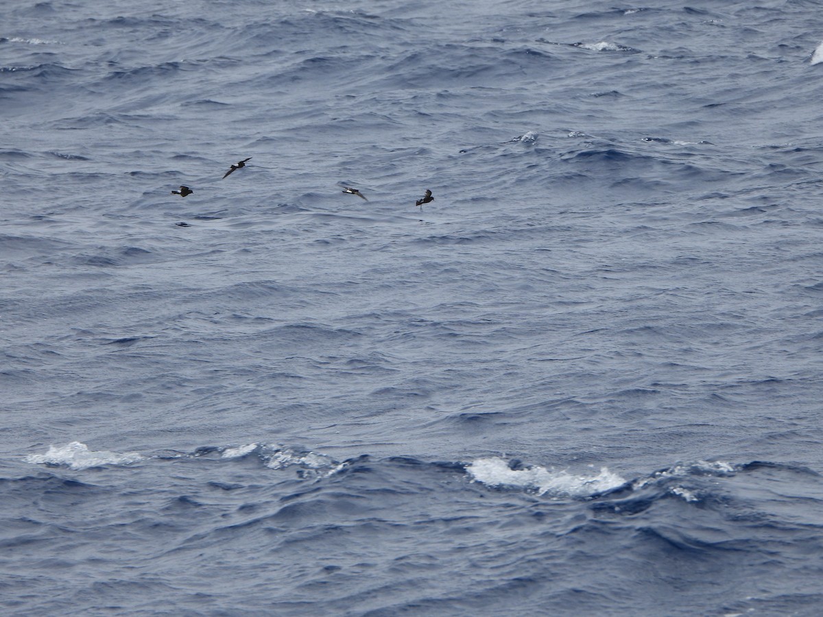 Wilson's Storm-Petrel - ML619859382