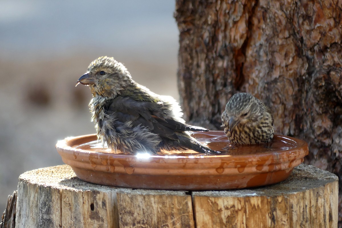 Red Crossbill - ML619859387
