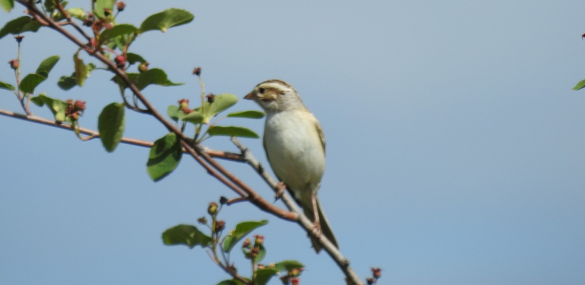 Clay-colored Sparrow - ML619859403
