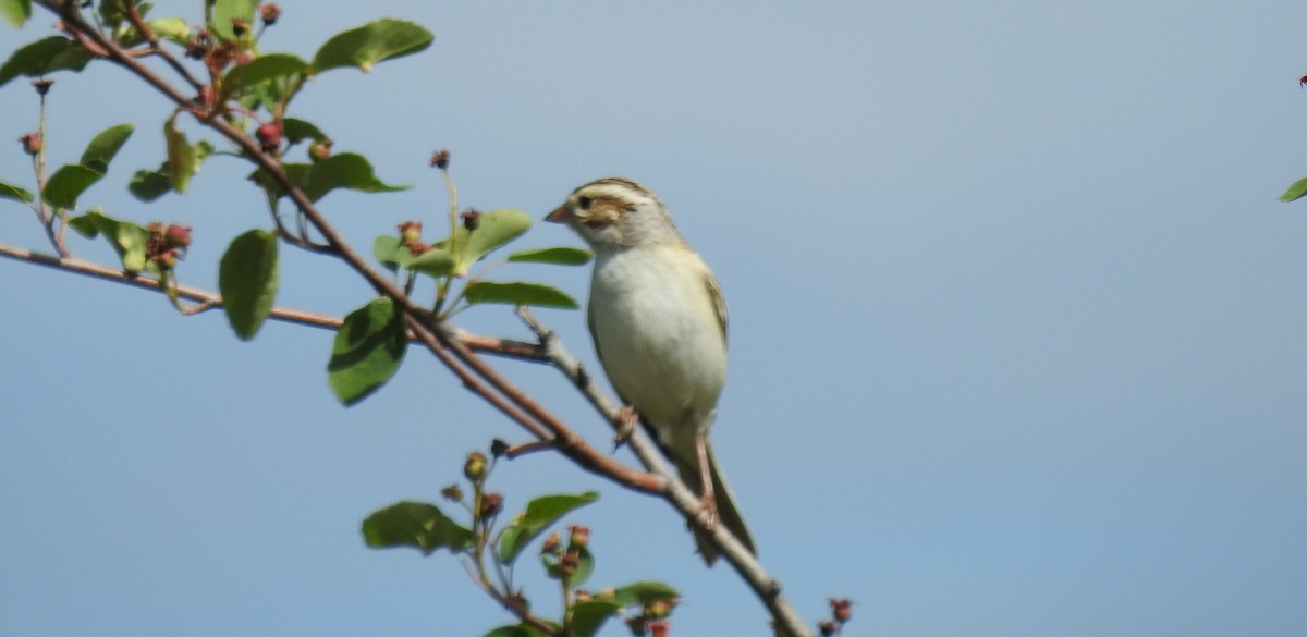 grånakkespurv - ML619859403