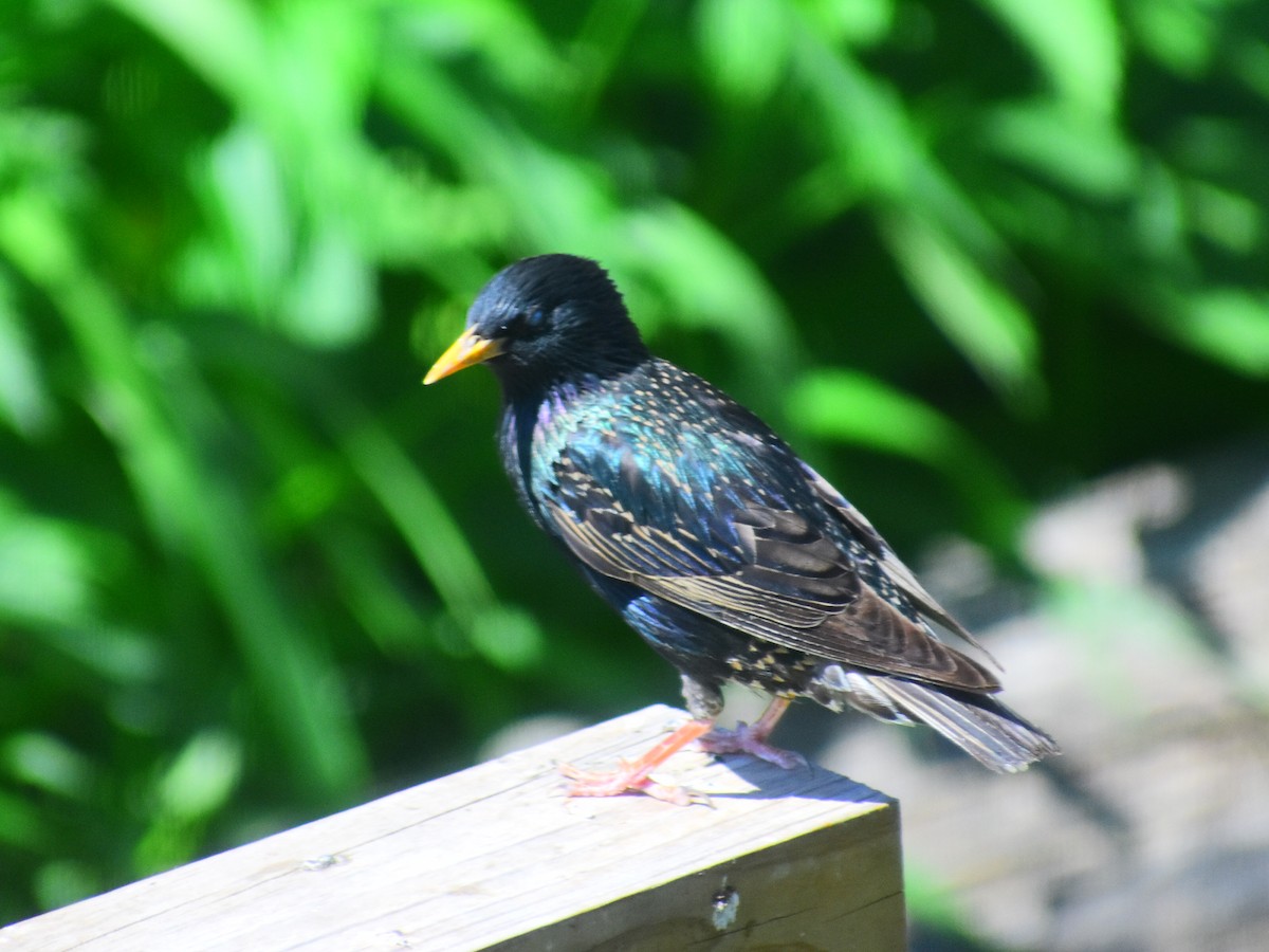 European Starling - ML619859405