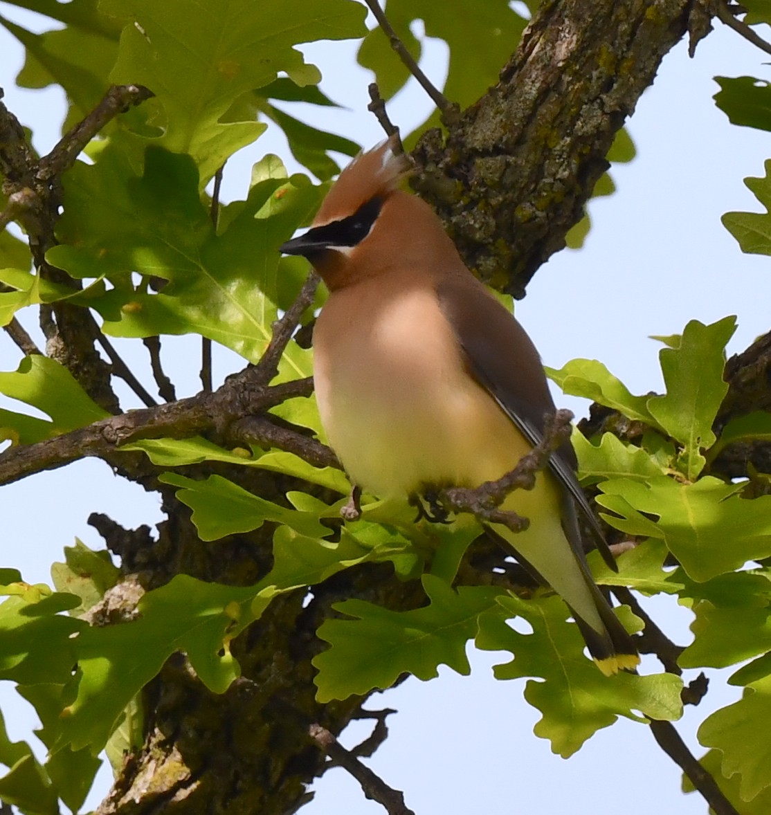 Cedar Waxwing - ML619859406