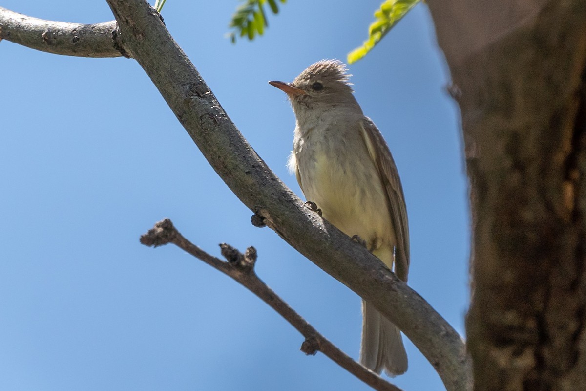 Northern Beardless-Tyrannulet - ML619859409