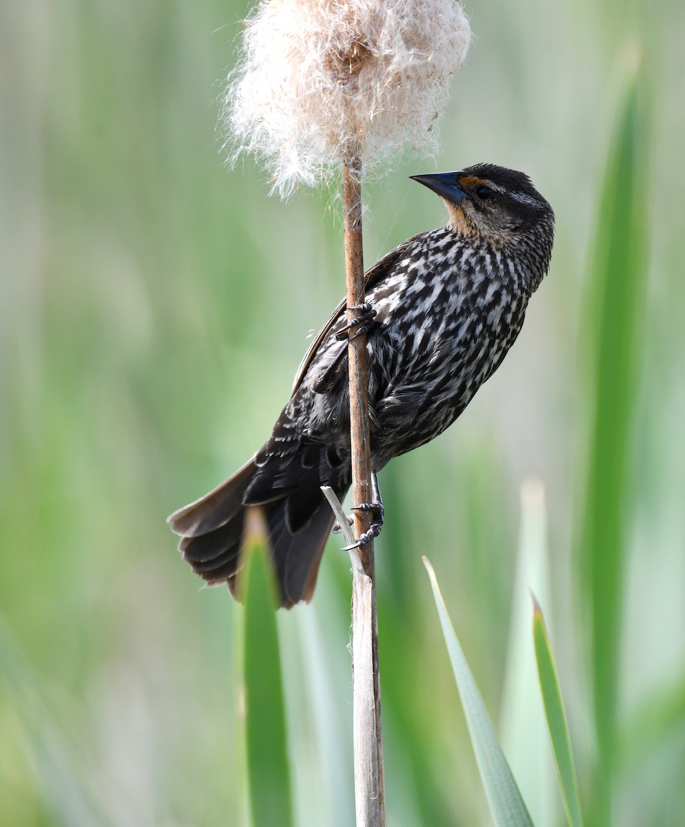 Red-winged Blackbird - ML619859414